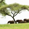 Olifanten groepsreis Tanzania